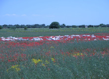 frühling